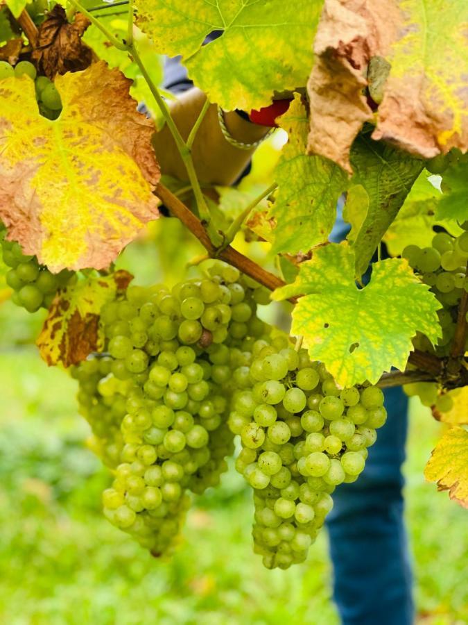 Seebrise Mit Musik Und Wein Апартаменты *